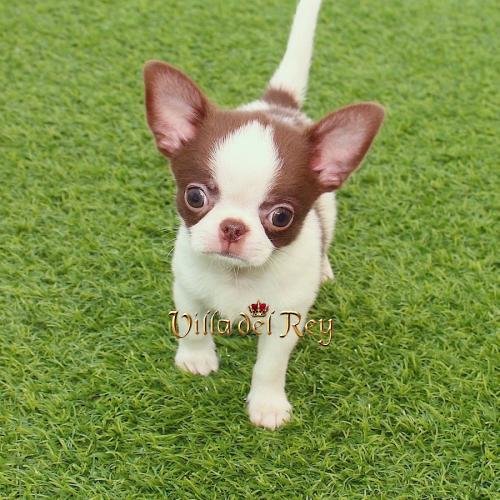 chihuahua pelo corto criadero comprar