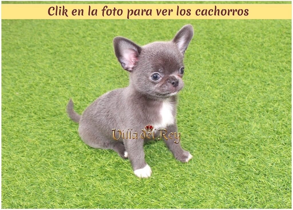 chihuahua toy