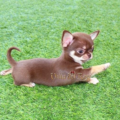 chihuahuas en venta Sevilla