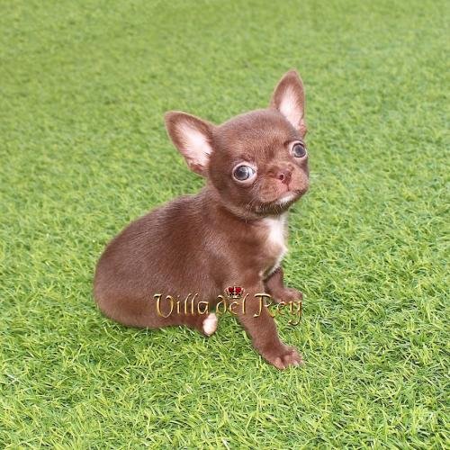 chihuahuas en venta murcia