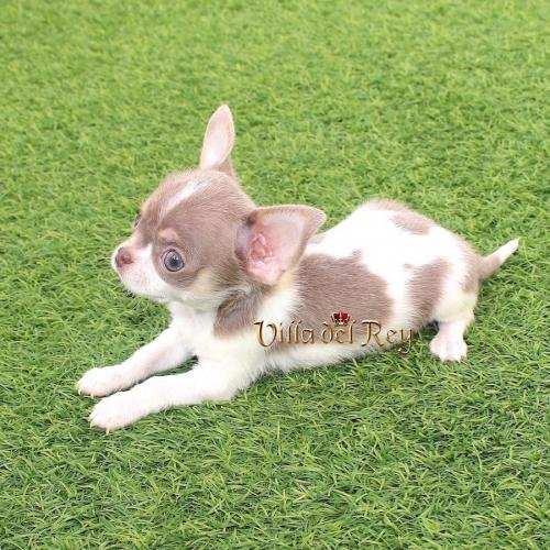 comprar chihuahua Murcia criadero