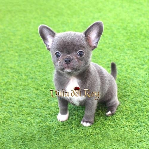 comprar chihuahua blue azul criadero