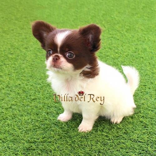 chihuahua pelo largo criadero comprar