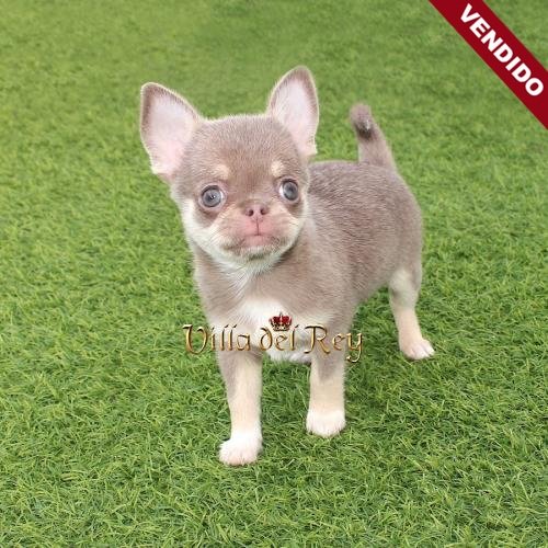 chihuahua lilac comprar