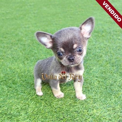 criadero de chihuahua en Zaragoza venta cachorros